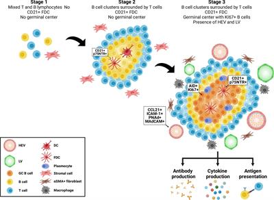 The Impact of Programmed Cell Death on the Formation of Tertiary Lymphoid Structures